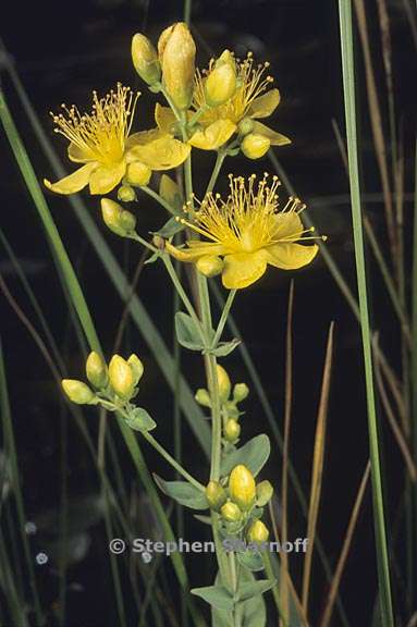 hypericum scouleri 1 graphic